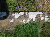 image of grave number 961284